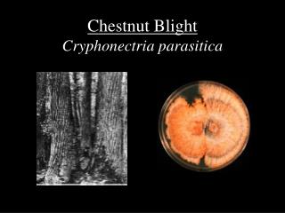 Chestnut Blight Cryphonectria parasitica