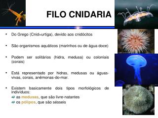 FILO CNIDARIA