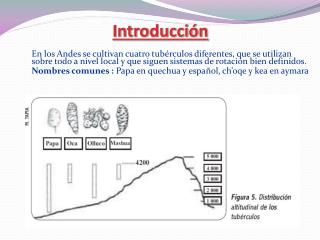 IntroducciÃ³n