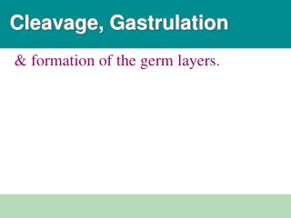 Cleavage, Gastrulation