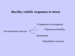 Bacillus subtilis responses to stress