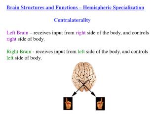 Brain Structures and Functions â€“ Hemispheric Specialization 			Contralaterality