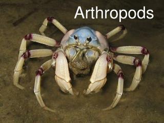 Arthropods