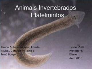 Animais Invertebrados - Platelmintos