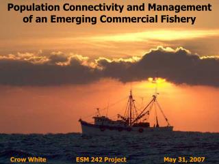 Population Connectivity and Management of an Emerging Commercial Fishery