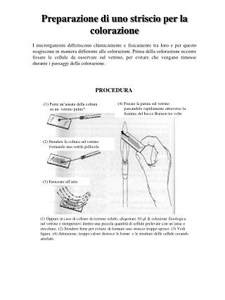 Preparazione di uno striscio per la colorazione