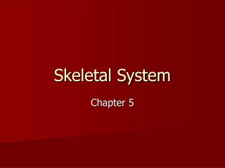 PPT - Skeletal System PowerPoint Presentation, free download - ID:4006029