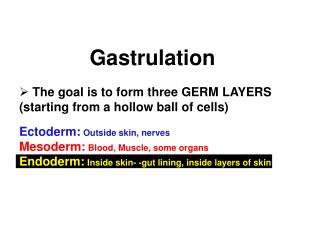 Gastrulation