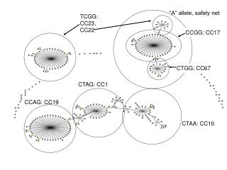 TCGG: CC23, CC22