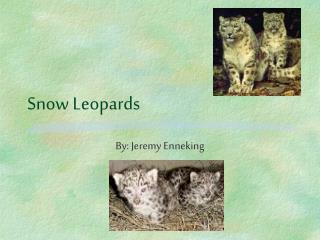 Snow Leopards