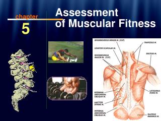 Assessment of Muscular Fitness