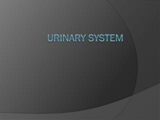 Urinary System