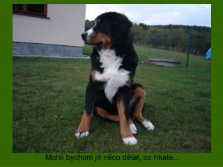 Mohli bychom jít něco dělat, co říkáte…