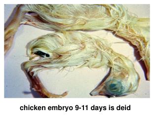 chicken embryo 9-11 days is deid