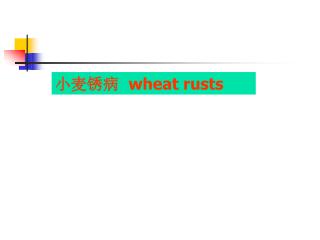 小麦锈病 wheat rusts