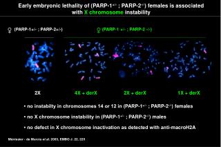 Early embryonic lethality of (PARP-1 +/- ; PARP-2 -/- ) females is associated