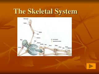 The Skeletal System