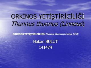 ORKİNOS YETİŞTİRİCİLİĞİ Thunnus thunnus (Linneus )