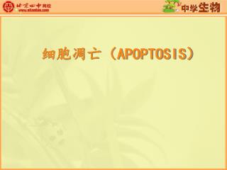 细胞凋亡（ APOPTOSIS ）