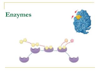 Enzymes