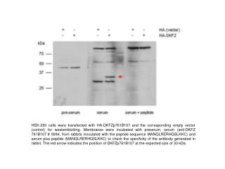 DavidNonis Atlastin Co ip and Antibody