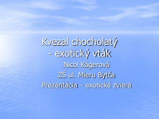 Kvezal chocho latý - exotický vták