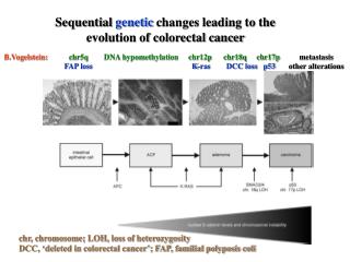 Sequential genetic changes leading to the evolution of colorectal cancer