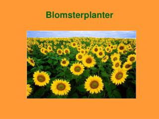 Blomsterplanter