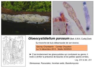 Stereaceae, Russulales, Incertae sedis, Basidiomycota