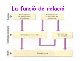 La funció de relació