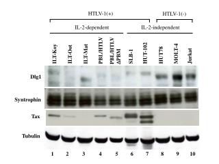 Syntrophin