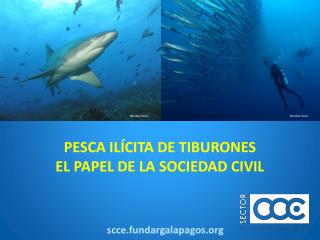 PESCA ILÍCITA DE TIBURONES EL PAPEL DE LA SOCIEDAD CIVIL