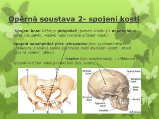 Opěrná soustava 2- spojení kostí