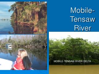 Mobile-Tensaw River Delta