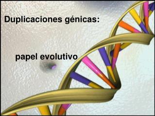 Duplicaciones génicas: 												papel evolutivo
