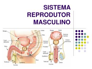 SISTEMA REPRODUTOR MASCULINO
