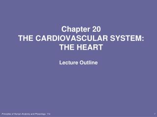 Chapter 20 THE CARDIOVASCULAR SYSTEM: THE HEART