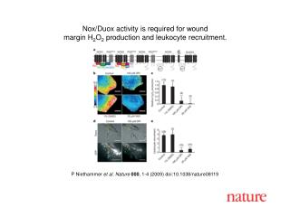 P Niethammer et al. Nature 000 , 1-4 (2009) doi:10.1038/nature08119