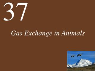 Gas Exchange in Animals