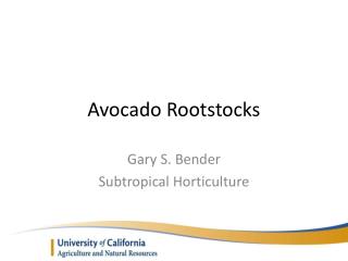 Avocado Rootstocks