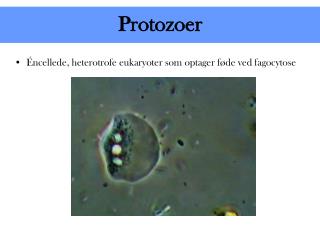 Protozoer