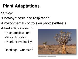 adaptations plant