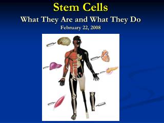 Stem Cells What They Are and What They Do February 22, 2008