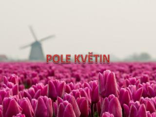 POLE KVĚTIN