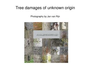 Tree damages of unknown origin Photography by Jan van Rijn