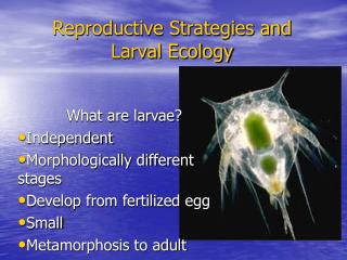 Reproductive Strategies and Larval Ecology