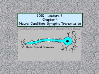 2010 - Lecture 6 Chapter 4 Neural Condition: Synaptic Transmission