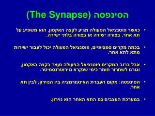 הסינפסה ( The Synapse )