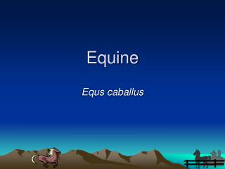 Equine