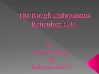 The Rough Endoplasmic Reticulum (ER)